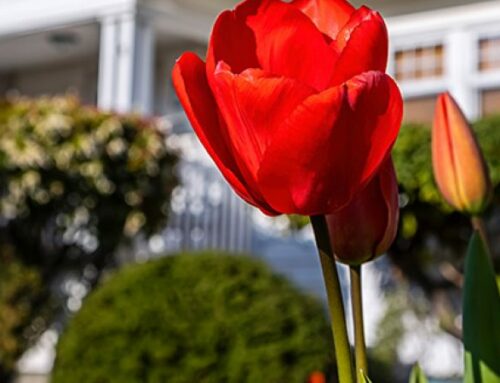 Why Spring Is the Best Time to Buy a Home
