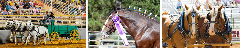 coldwell-banker-draft-horse