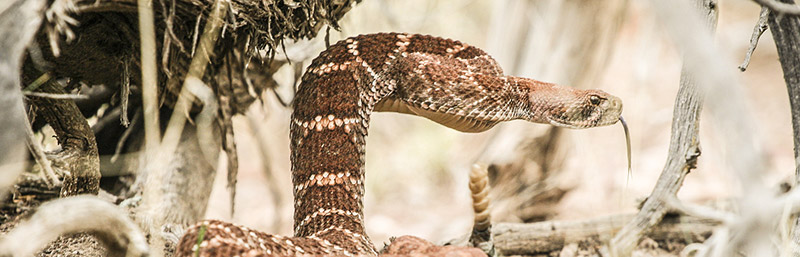 coldwell-banker-rattlesnake